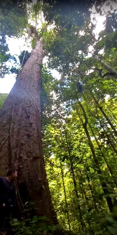 Segunda maior árvore Amazônia encontrada expedição