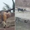 macacos-atacam-cachorros-india