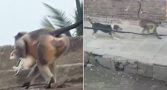 macacos-atacam-cachorros-india
