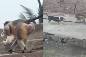 macacos-atacam-cachorros-india