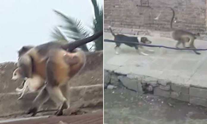 macacos atacam cachorros índia