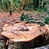 desmatamento-amazonia-maior-ultimos-dez-anos-imazon