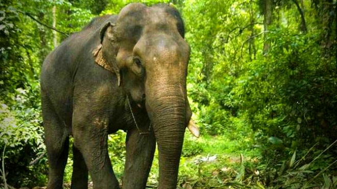 Elefante mata idosa reaparece no funeral pisotear corpo