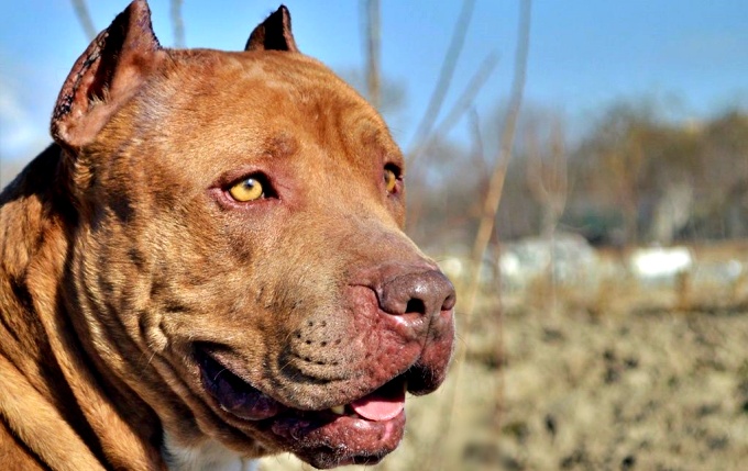 lei para quem cachorro raça pitbull 