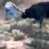 video-cacador-atira-bufalo-morre-tomar-chifrada