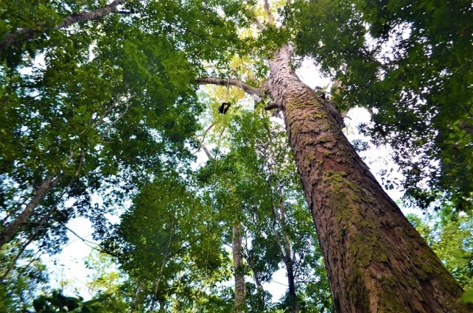 VÍDEO Cientistas chegam primeira vez maior árvore Amazônia choram