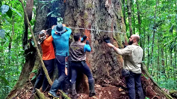 VÍDEO Cientistas chegam primeira vez maior árvore Amazônia choram