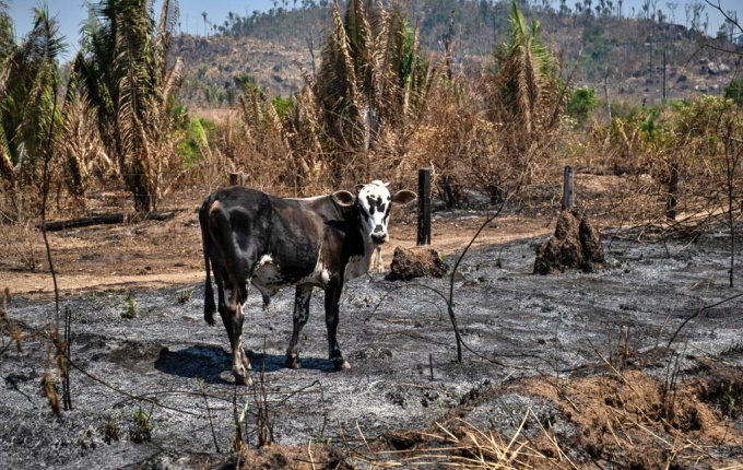 Cidade recordista queimadas Pará naturalizou destruição bolsonarismo