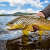 comer-peixe-rio-eua-equivale-beber-agua-contaminada-estudo