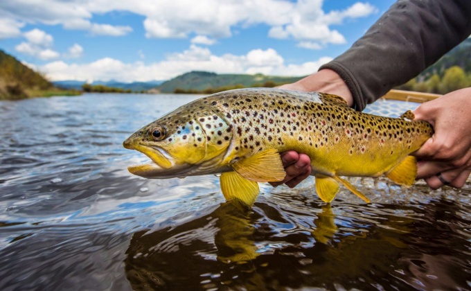 Comer peixe rio EUA equivale beber água contaminada estudo