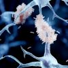 proteina-longevidade-combate-inflamacao-evita-morte-neuronios-estudo
