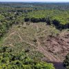 desmatamento-amazonia-cai-abril-primeira-grande-queda-governo-lula