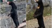 urso-zoologico-china