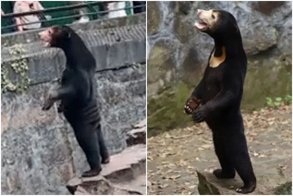 urso zoológico chines