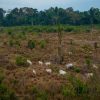 area-usada-agropecuaria-ocupa-terco-territorio-brasileiro-mostra-estudo-mapbiomas