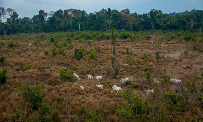 Área usada agropecuária ocupa terço território brasileiro mostra estudo MapBiomas