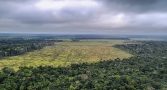 desmatamento-amazonia-cai-janeiro-deste-ano