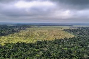 desmatamento-amazonia-cai-janeiro-deste-ano