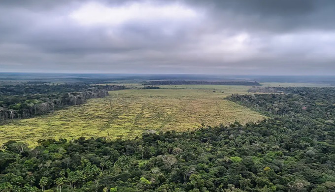 Desmatamento na Amazônia cai janeiro deste ano