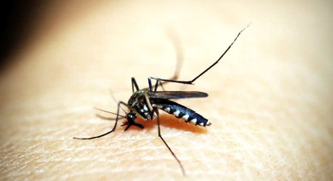 Brasil ultrapassa mil mortes por dengue este ano