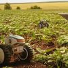 solucoes-ia-para-agricultura-desafios-oportunidades