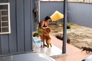 Cachorro que mordeu e arrancou lábio da tutora é submetido a processo de eutanásia cachorro-morde-tutora