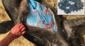 Javaporcos com carne azul neon: descoberta perturbadora revela perigo oculto na Califórnia javalis