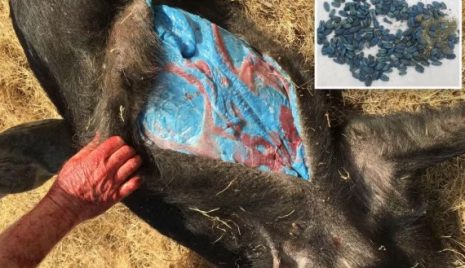 Javaporcos com carne azul neon: descoberta perturbadora revela perigo oculto na Califórnia javalis
