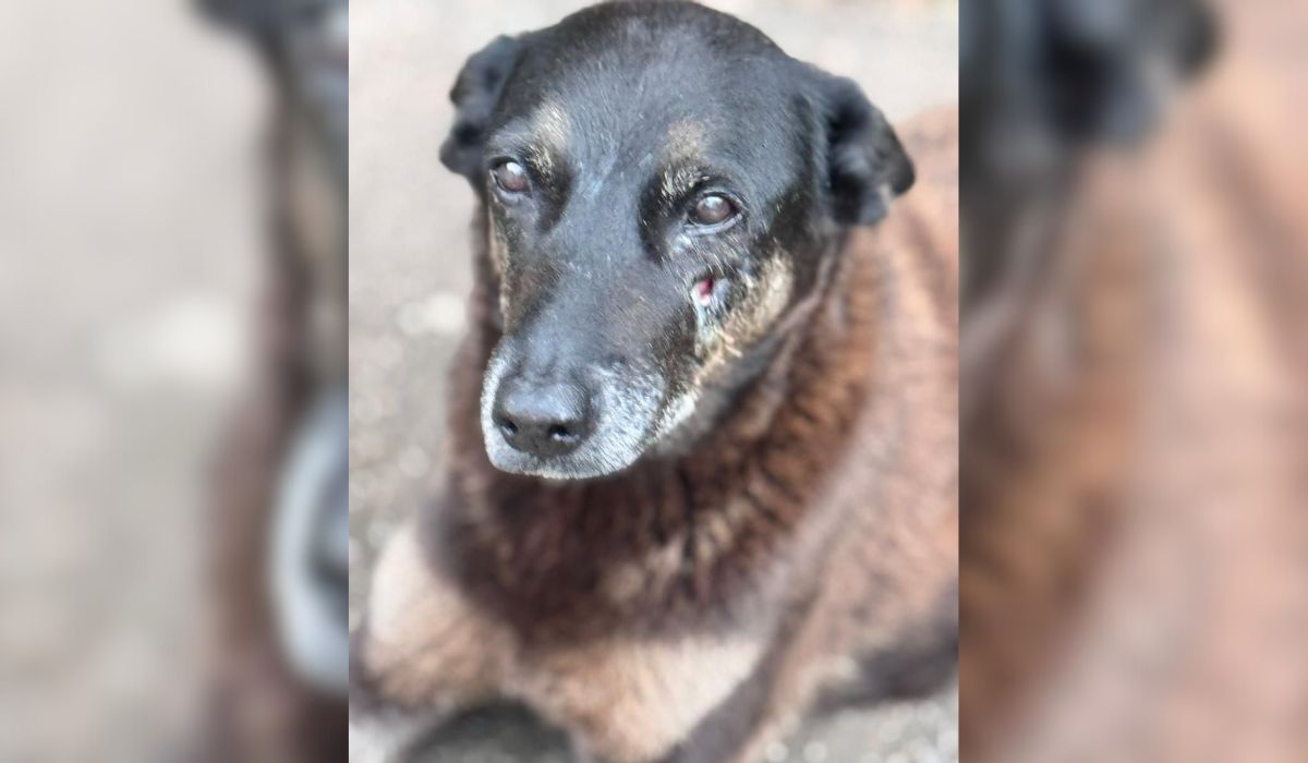 Cão Orelha faleceu após agressão covarde